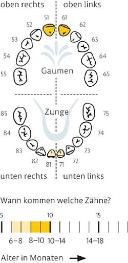 Grafik Zahndurchbruchzeiten für Z1, Zahngebiss Ober- und Unterkiefer mit farbig markierten Zähnen entsprechend des darunter angeordneten Zeitstrahls mit der Überschrift „Wann kommen welche Zähne?“