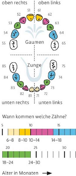 Grafik Zahndurchbruchzeiten für Z2, Zahngebiss Ober- und Unterkiefer mit farbig markierten Zähnen entsprechend des darunter angeordneten Zeitstrahls mit der Überschrift „Wann kommen welche Zähne?“