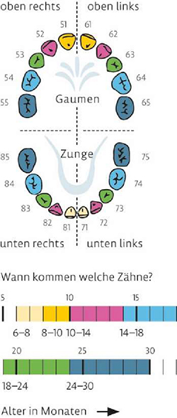 Grafik Zahndurchbruchzeiten für Z3, Zahngebiss Ober- und Unterkiefer mit farbig markierten Zähnen entsprechend des darunter angeordneten Zeitstrahls mit der Überschrift „Wann kommen welche Zähne?“