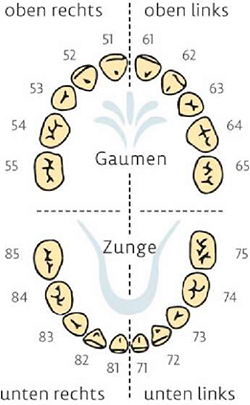 Grafik Zahndurchbruchzeiten für Z4, Zahngebiss Ober- und Unterkiefer