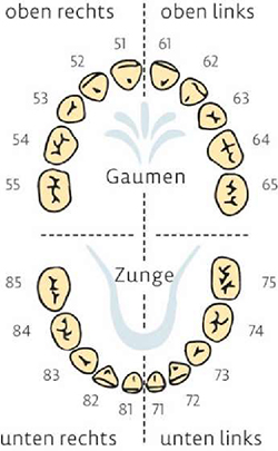 Grafik Zahndurchbruchzeiten für Z5, Zahngebiss Ober- und Unterkiefer