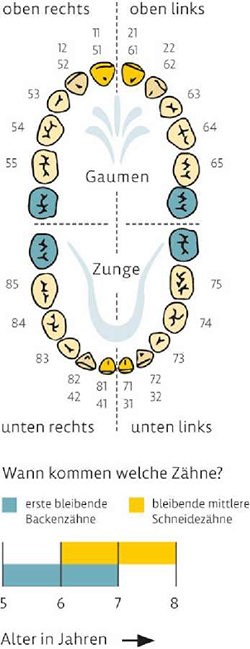 Grafik Zahndurchbruchzeiten für Z6, Zahngebiss Ober- und Unterkiefer mit farbig markierten Zähnen entsprechend des darunter angeordneten Zeitstrahls mit der Überschrift „Wann kommen welche Zähne?“