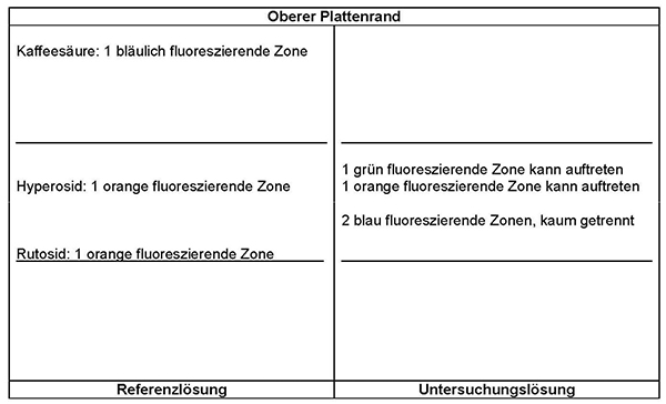 Das Chromatogramm der Referenzlösung zeigt am Übergang zum mittleren Drittel der Platte die orange fluoreszierende Zone des Rutosids und etwas oberhalb der Mitte des mittleren Drittels die orange fluoreszierende Zone des Hyperosids. Im oberen Drittel liegt die bläulich fluoreszierende Zone der Kaffeesäure. Im Chromatogramm der Untersuchungslösung erscheinen zwischen Rutosid und Hyperosid zwei kaum getrennte, blau fluoreszierende Zonen. Auf Höhe des Hyperosids kann eine orange fluoreszierende Zone und darüber eine grün fluoreszierende Zone auftreten.