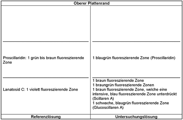 Das Chromatogramm der Referenzlösung zeigt im unteren Drittel der DC-Platte die violett fluoreszierende Zone des Lanatosids C und im mittleren Drittel die grün bis braun fluoreszierende Zone des Proscillaridins. Das Chromatogramm der Untersuchungslösung zeigt die folgenden Zonen: Auf Höhe des Lanatosids C eine braun fluoreszierende Zone, welche eine intensive, blau fluoreszierende Zone unterdrückt (Scillaren A), unterhalb davon kann eine schwache, blaugrün fluoreszierende Zone liegen (Glucoscillaren A). Oberhalb des Lanatosids C liegen eine braungrün und darüber eine braun fluoreszierende Zone. Auf Höhe des Proscillaridins tritt eine blaugrün fluoreszierende Zone (Proscillaridin) auf.