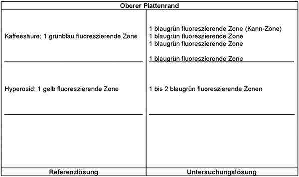 Das Chromatogramm der Referenzlösung zeigt im mittleren Drittel der DC-Platte die gelb fluoreszierende Zone des Hyperosids und im oberen Drittel die grünblau fluoreszierende Zone der Kaffeesäure. Das Chromatogramm der Untersuchungslösung zeigt die folgenden Zonen: Auf Höhe des Hyperosids ein bis zwei blaugrün fluoreszierende Zonen. Am Übergang zum oberen Drittel liegt eine weitere blaugrün fluoreszierende Zone. Weitere blaugrün fluoreszierende Zonen treten auf Höhe der Kaffeesäure und unter- und oberhalb davon auf.