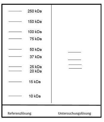 Das Elektropherogramm der Referenzlösung zeigt von unten nach oben Banden mit Molekülmassen von 10, 15, 20, 25, 37, 50, 75, 100, 150 und 250 Kilodalton. In der Untersuchungslösung erscheint je eine Bande unterhalb von 25, oberhalb von 25, unterhalb von 37 und unterhalb von 50 Kilodalton.