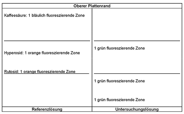 Das Chromatogramm der Referenzlösung zeigt am Übergang zum mittleren Drittel der DC-Platte die orange fluoreszierende Zone des Rutosids, etwas oberhalb der Mitte des mittleren Drittels die orange fluoreszierende Zone des Hyperosids und im oberen Drittel nahe der Fließmittelfront die bläulich fluoreszierende Zone der Kaffeesäure. Im Chromatogramm der Untersuchungslösung treten im unteren Drittel zwei grün fluoreszierende Zonen auf; davon liegt eine etwas oberhalb der Auftragelinie und die zweite erscheint im oberen Bereich des unteren Drittels. Eine weitere grün fluoreszierende Zone liegt oberhalb von Hyperosid.