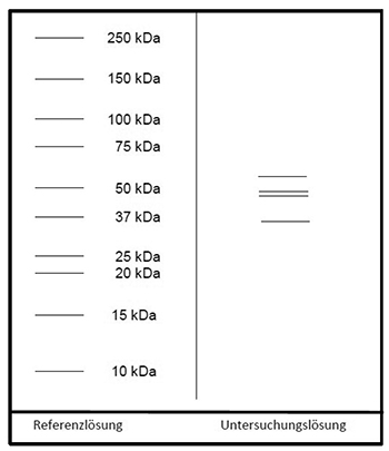 Das Elektropherogramm der Referenzlösung zeigt von unten nach oben Banden mit Molekülmassen von 10, 15, 20, 25, 37, 50, 75, 100, 150 und 250 Kilodalton. In der Untersuchungslösung erscheint je eine Bande unterhalb von 37, unterhalb von 50, bei 50 und oberhalb von 50 Kilodalton.