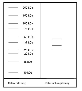 Das Elektropherogramm der Referenzlösung zeigt von unten nach oben Banden mit Molekülmassen von 10, 15, 20, 25, 37, 50, 75, 100, 150 und 250 Kilodalton. In der Untersuchungslösung erscheint je eine Bande auf Höhe von 25, unterhalb von 37 und unterhalb von 50 Kilodalton.