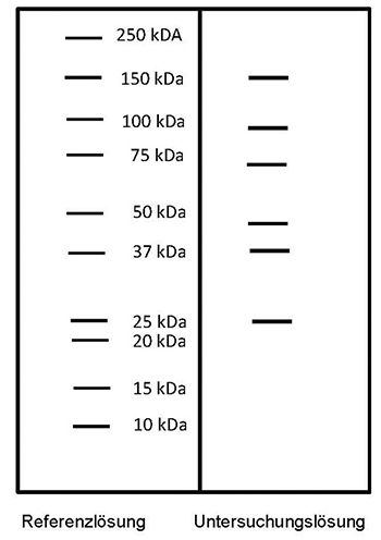 Das Elektropherogramm der Referenzlösung zeigt von unten nach oben Banden mit Molekülmassen von 10, 15, 20, 25, 37, 50, 75, 100, 150 und 250 Kilodalton. In der Untersuchungslösung erscheint je eine Bande in Höhe von 25, 37, unterhalb von 50, unterhalb von 75, unterhalb von 100 und bei 150 Kilodalton.