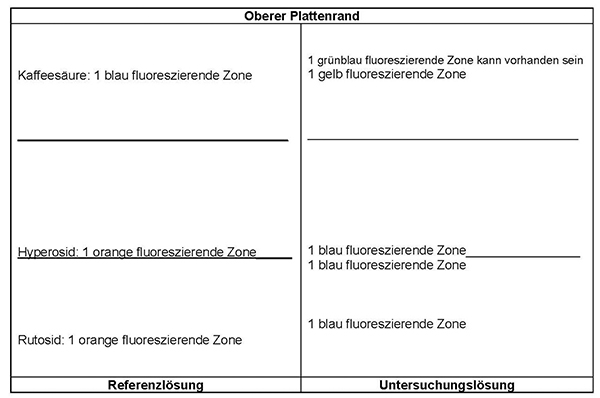 Das Chromatogramm der Referenzlösung zeigt im unteren Drittel die orange fluoreszierende Zone des Rutosids, im mittleren Drittel die orange fluoreszierende Zone des Hyperosids und im oberen Drittel die blau fluoreszierende Zone der Kaffeesäure. Das Chromatogramm der Untersuchungslösung zeigt oberhalb von Rutosid eine blau fluoreszierende Zone, unterhalb und auf Höhe von Hyperosid jeweils eine blau fluoreszierende Zone und auf Höhe von Kaffeesäure eine gelb fluoreszierende Zone. Oberhalb der Kaffeesäure kann eine grünblau fluoreszierende Zone auftreten.