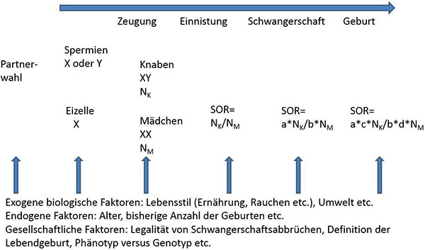 Abb. 1: Schematische Darstellung der Einwirkungsmöglichkeiten unterschiedlicher Faktoren auf das Geschlechtsverhältnis der Lebendgeborenen. (1-a) Anteil der Spontanaborte, induzierten Aborte und Fehlgeburten bei Knaben; (1-b) Anteil der Spontanaborte, induzierten Aborte und Fehlgeburten bei Mädchen; (1-c) Anteil der Totgeburten bei Knaben; (1-d) Anteil der Totgeburten bei Mädchen; N tiefstehendes K Anzahl gezeugter Knaben; N tiefstehendes M Anzahl gezeugter Mädchen; SOR Chancenverhältnis Knaben zu Mädchen