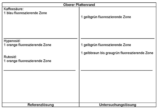 Das Chromatogramm der Referenzlösung zeigt im mittleren Drittel unterhalb der Mitte die orange fluoreszierende Zone des Rutosids und am Übergang zum oberen Drittel die orange fluoreszierende Zone des Hyperosids. Im oberen Drittel nahe der Fließmittelfront erscheint die blau fluoreszierende Zone der Kaffeesäure. Im Chromatogramm der Untersuchungslösung tritt zwischen Rutosid und Hyperosid eine gelbbraun bis graugrün fluoreszierende Zone auf. Auf Höhe von Hyperosid erscheint eine gelbgrün fluoreszierende Zone. Eine weitere gelbgrün fluoreszierende Zone liegt unterhalb der Kaffeesäure.