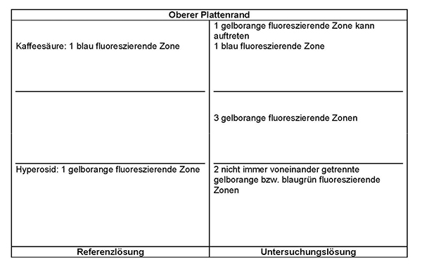 Das Chromatogramm der Referenzlösung zeigt im unteren Drittel die gelborange fluoreszierende Zone des Hyperosids und im oberen Drittel die blau fluoreszierende Zone der Kaffeesäure. Im Chromatogramm der Untersuchungslösung treten auf Höhe des Hyperosids zwei nicht immer voneinander getrennte gelborange bzw. blaugrün fluoreszierende Zonen auf. Im mittleren Drittel liegen drei gelborange fluoreszierende Zonen. Auf Höhe der Kaffeesäure erscheint eine blau fluoreszierende Zone. Darüber kann eine gelborange fluoreszierende Zone auftreten.