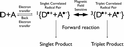 Abb. 3: Schema des „radical-pair-mechanism“ (Woodward et al. 2009)