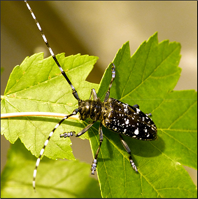 Adulter asiatischer Laubholzbockkäfer auf Ahornblatt