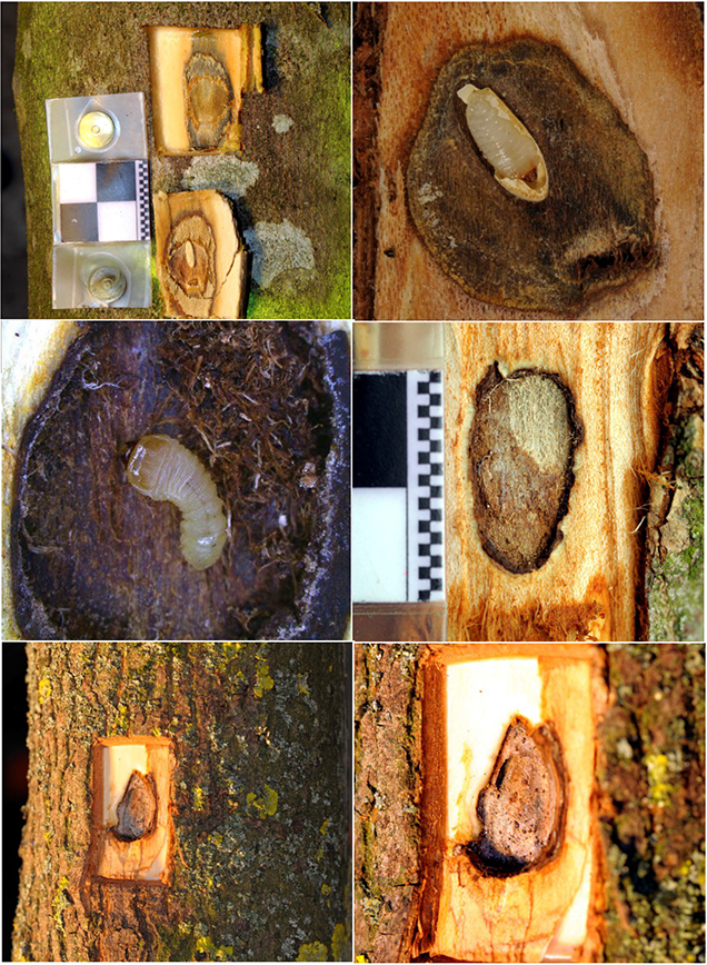 Eiablage und Entwicklung L1 Stadium – (ol) geöffnete Eiablage mit Ei und umgebender Nekrose, (or) aufgeplatztes Ei mit Sicht auf entwickelte Eilarve, (ml) Eilarve in ausgefressener Nekrose mit feinen Bohrspänen, (mr) ausgefressene Nekrose ohne erfolgreiche Etablierung der Larve sowie (ur, ul) ausgefressene Nekrose mit kleinem ovalem Gang in den Holzkörper am oberen linken Rand der Nekrose, Fotos: H. Lemme, LFW
