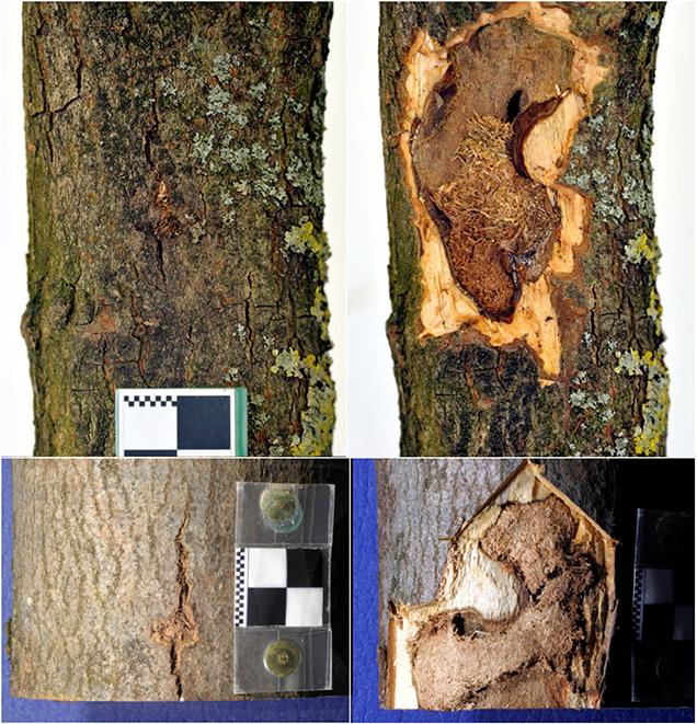 geschlossene Entwicklung der Larve – Sicht auf die Eiablagestelle (links) sowie geöffnet (rechts): Sicht auf den minierten Raum unter Rinde mit festgepressten Nagespänen und sichelförmigem Eingangsloch in den Holzkörper (rechts).