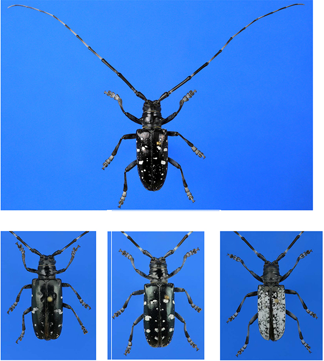 Asiatischer Laubholzbock – Weiblicher Käfer (oben) sowie Variabilität der Zeichnung mit seltener heller Variante (ur)