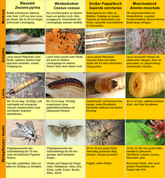 Übersichtstafel zu Verwechslungsmöglichkeiten mit heimischen Insektenarten