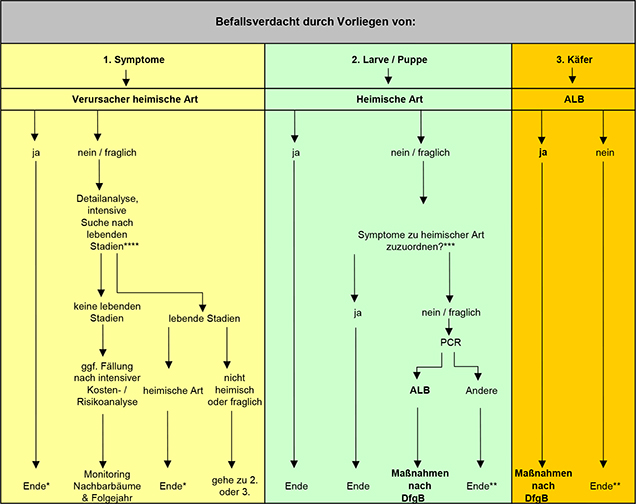 Ablaufschema bei Befallsverdacht